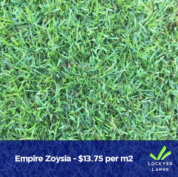 Empire Zoysia| Lockyer Lawns