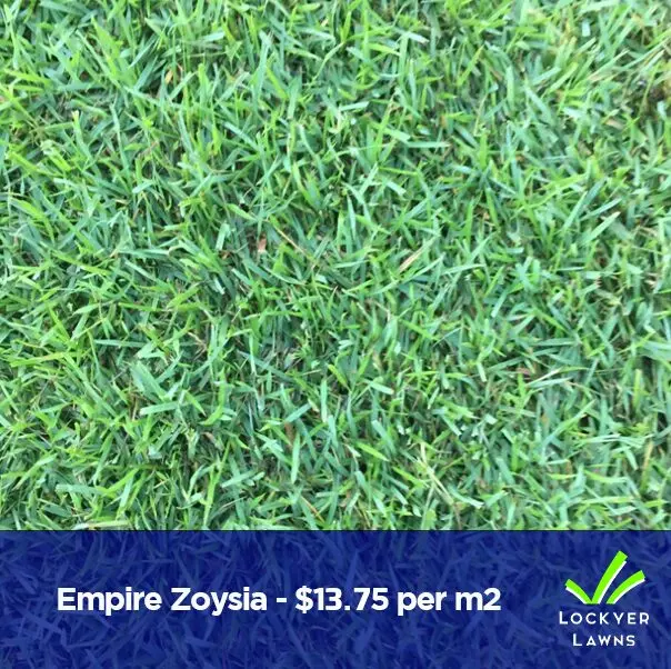 Empire Zoysia| Lockyer Lawns