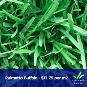 Palmetto Buffalo| Lockyer Lawns