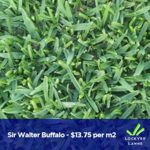 Sir Walter Buffalo| Lockyer Lawns