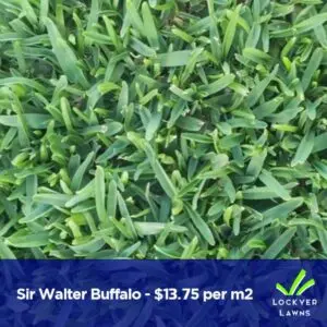 Sir Walter Buffalo| Lockyer Lawns