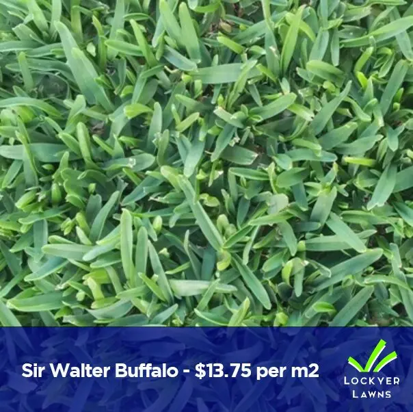 Sir Walter Buffalo| Lockyer Lawns