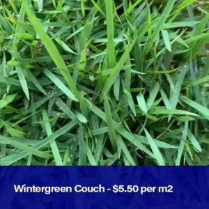 Wintergreen Couch | Lockyer Lawns